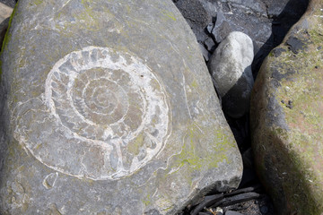 fossils on the beach at Jurassic coast © SearchingForSatori