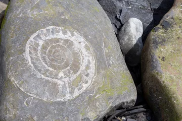 Fotobehang fossils on the beach at Jurassic coast © SearchingForSatori