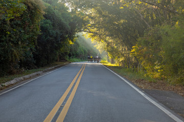 cyclists on the park road in Itu, Sao Paulo, Brazil