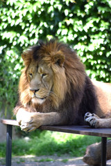 Löwe