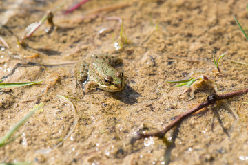 Water frog in Haff Reimich, Luxembourg