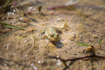 Water frog in Haff Reimich, Luxembourg