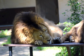 Löwe