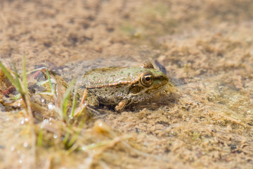 Water frog in Haff Reimich, Luxembourg