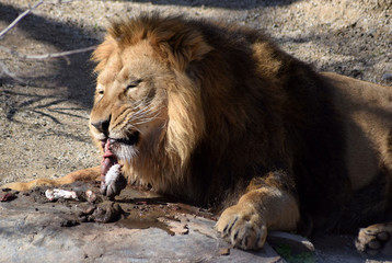 L&ouml;we beim Fressen