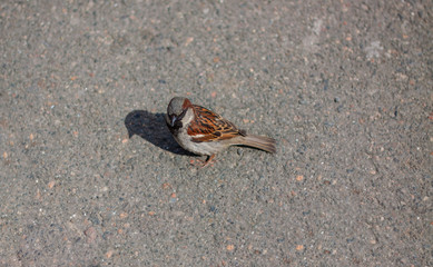 One sparrow with a shade on it on the pavement in sunny weather is looking for a food