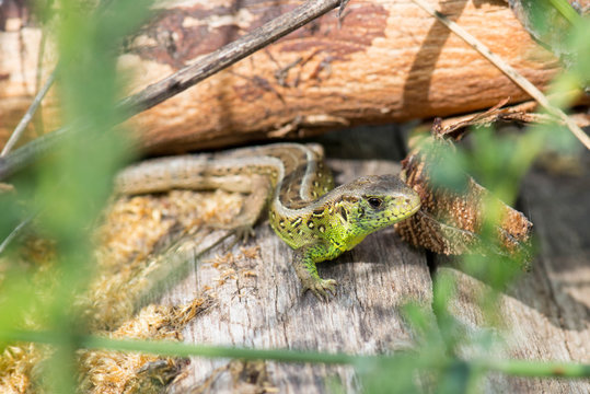 Small european lizard in its envirement