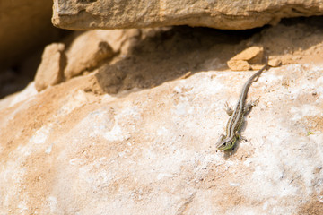 Small european lizard in its envirement