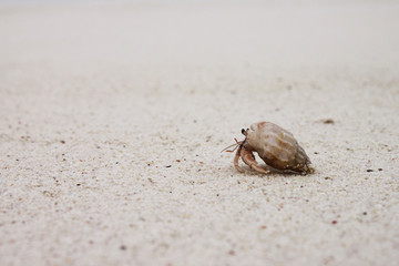 One small crab runs on white sand on a beach near the ocean in the Maldives