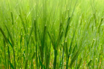 Fototapeta na wymiar wheat cultivation in the early summer months