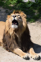 Löwe