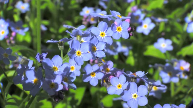 Woodland forget-me-not flower closeup.