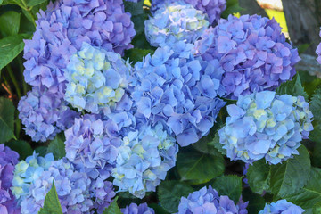 Obraz premium Hortensia bleus des Iles Borromées