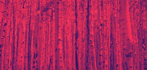 Thick forest of trees creates a colorful background texture with red and blue color effect