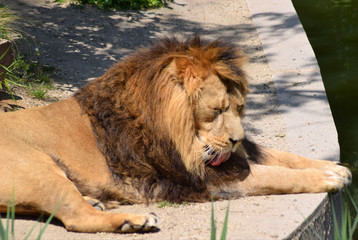 Löwe