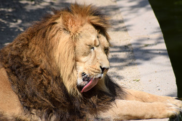 Löwe