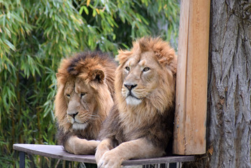 Löwen
