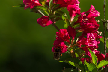 Bee looking for pollen in weigela flowers