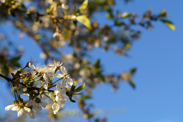 cherry tree white flowers spring blue sky