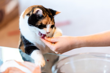 Calico cat standing up leaning on table with paws biting raw meat treat from hand adorable cute eyes asking for food in living room doing trick