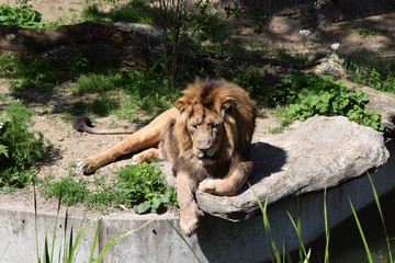 Naklejka premium Löwe