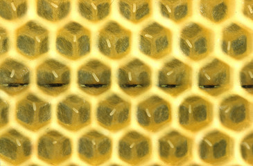 Bee, Apis, Brood comb, Cell, Honeycomb, Thuringia, Germany, Europe