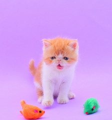 portrait fluffy persian kitten a purple background