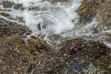 Red rock crab - Grapsus adscensionis - crawling on wet lava stones close to the sea to bask in the sun. Southern ocean shore of Tenerife, Canary Islands, Spain