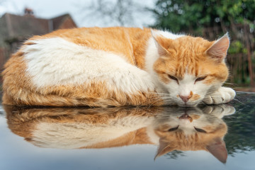 Reflejo gato