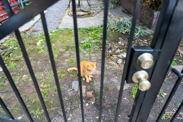 Stray orange tabby homeless cat on sidewalk streets in New Orleans, Louisiana hungry and sad...