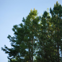 Pine Trees and Blue Sky