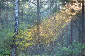 morning sunbeam in summer forest