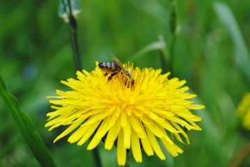 Пчела и одуванчик