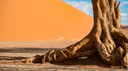 Abstract tree trunk against orange sand dunes, desert landscape in Namib-Naukluft National Park...