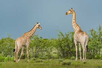 Couple of giraffe in the bush at Etosha National Park, Namibia, Africa. Wildlife animal in Savannah Safari. 