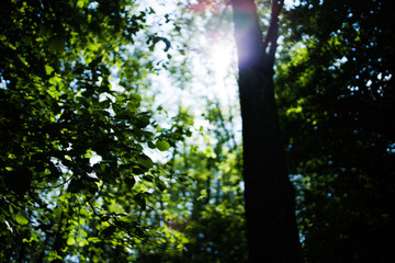 Fototapeta premium forest