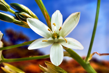A small, flourishing flower  grass lily in spring in the garden.