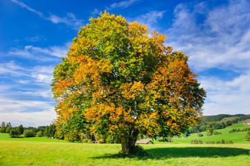 single big beech tree in meadow