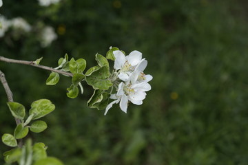 blossoming apple tree