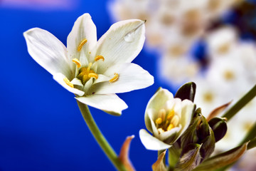 Fototapeta na wymiar A small, flourishing flower grass lily in spring in the garden..