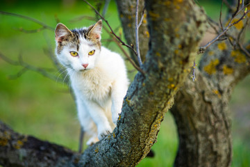 Obraz premium Curious white cat hunts on a tree. Portrait of a domestic cat in nature