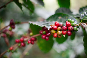 Grano de Café Maduro