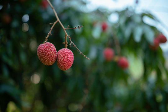 Licha Fruta Tropical