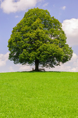 Fototapeta na wymiar single linden tree in meadow