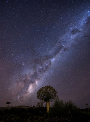 quiver tree under mikyway, nightscape , in the Karoo, south africa