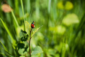 red_beetle 