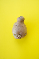 Ugly vegetables, deformed the potatoes in a trendy yellow backgroundUgly vegetables