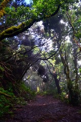 Path through the mystical laurel forest of Tenerife