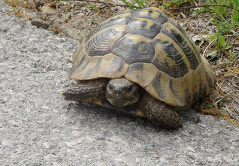 turtle on the ground