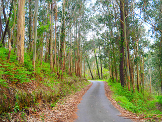 View of a road in the forest